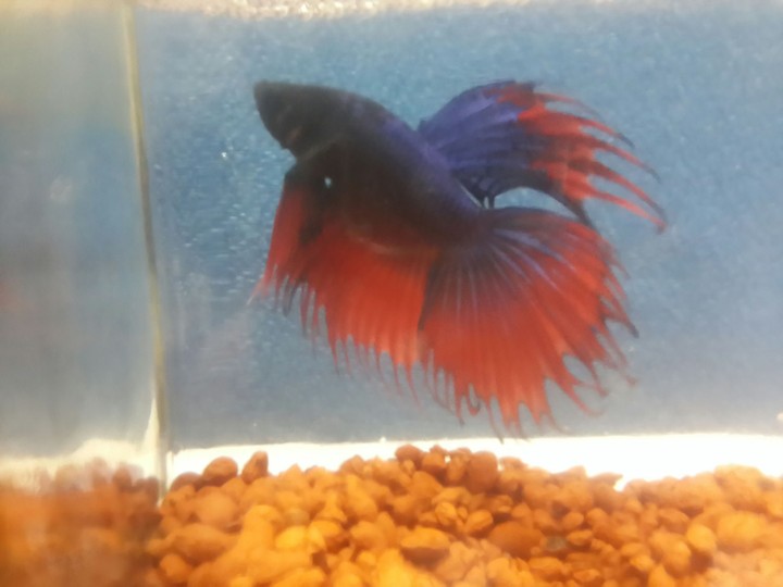 Red navy blue Fighter Fish