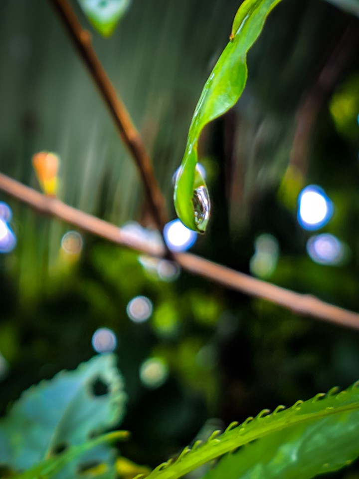 Dew Drop