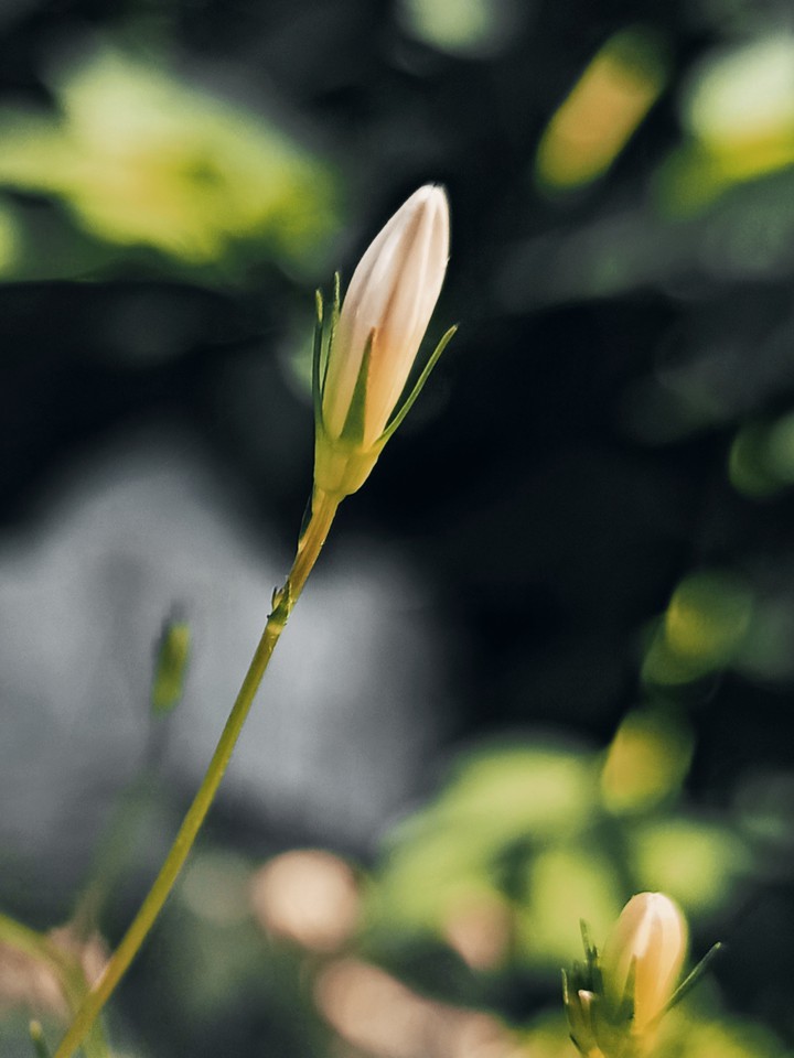 Bud