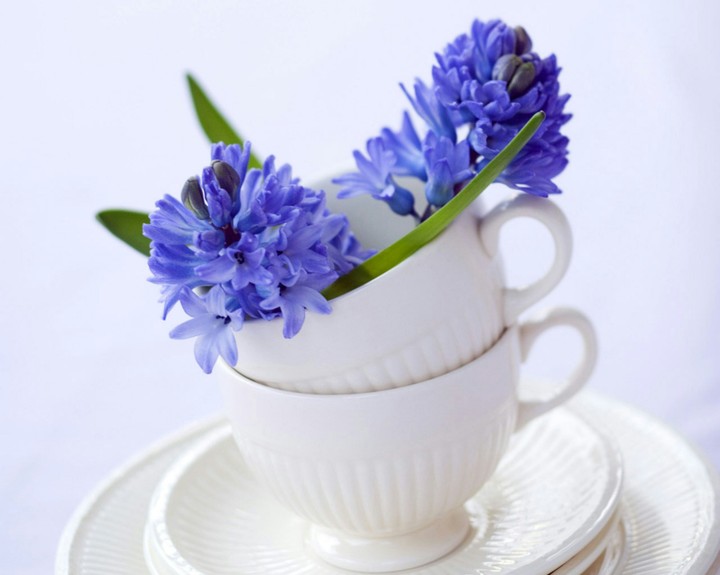 Blue Rose