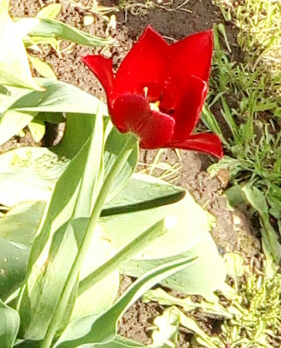 ☀