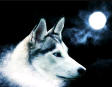 lobo