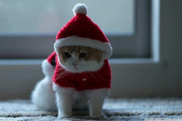 santa's cat