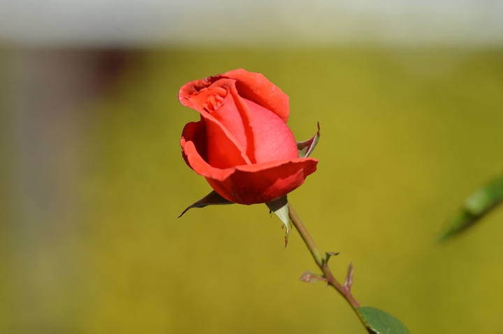 ⚘