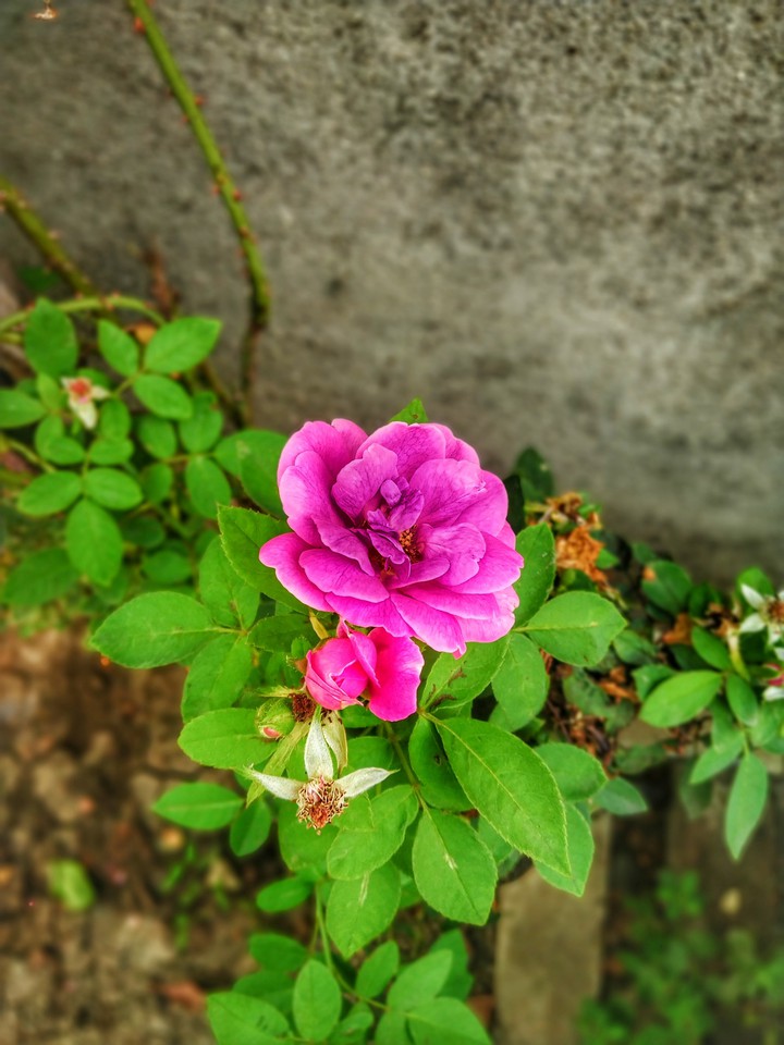 flower