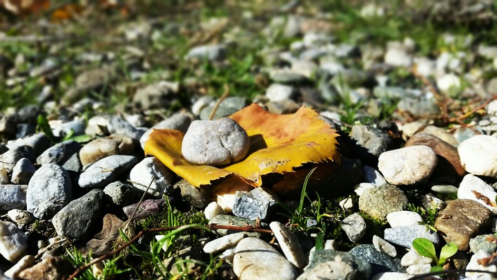 Lonely fallen leaf