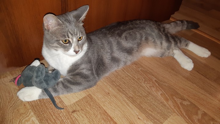 Cat - Felix