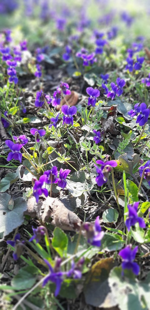 тапети flower, violet