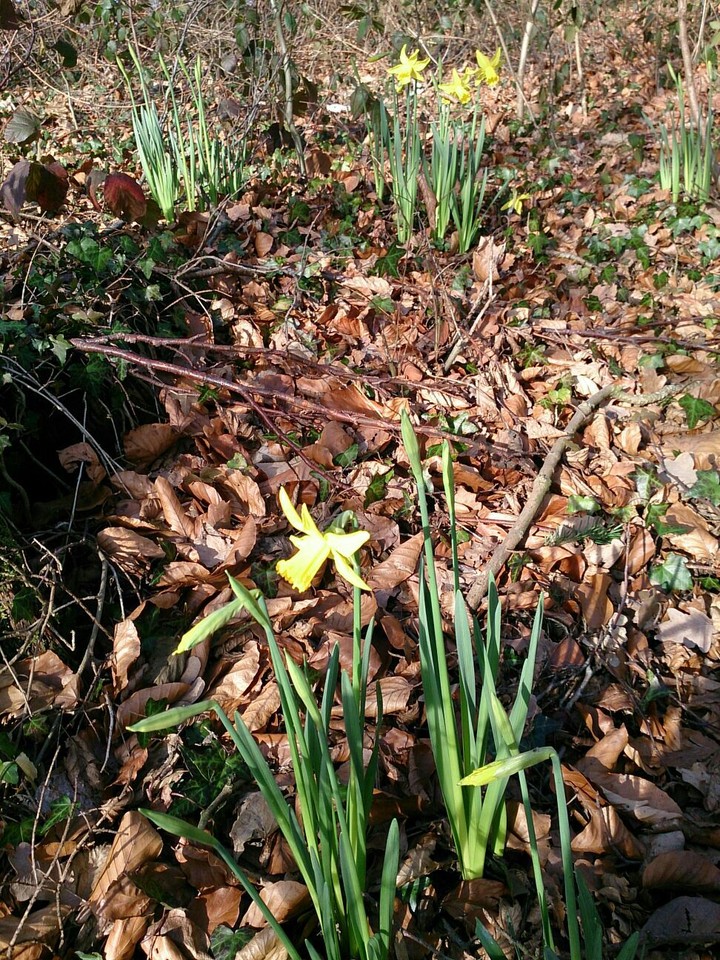 first daffodils