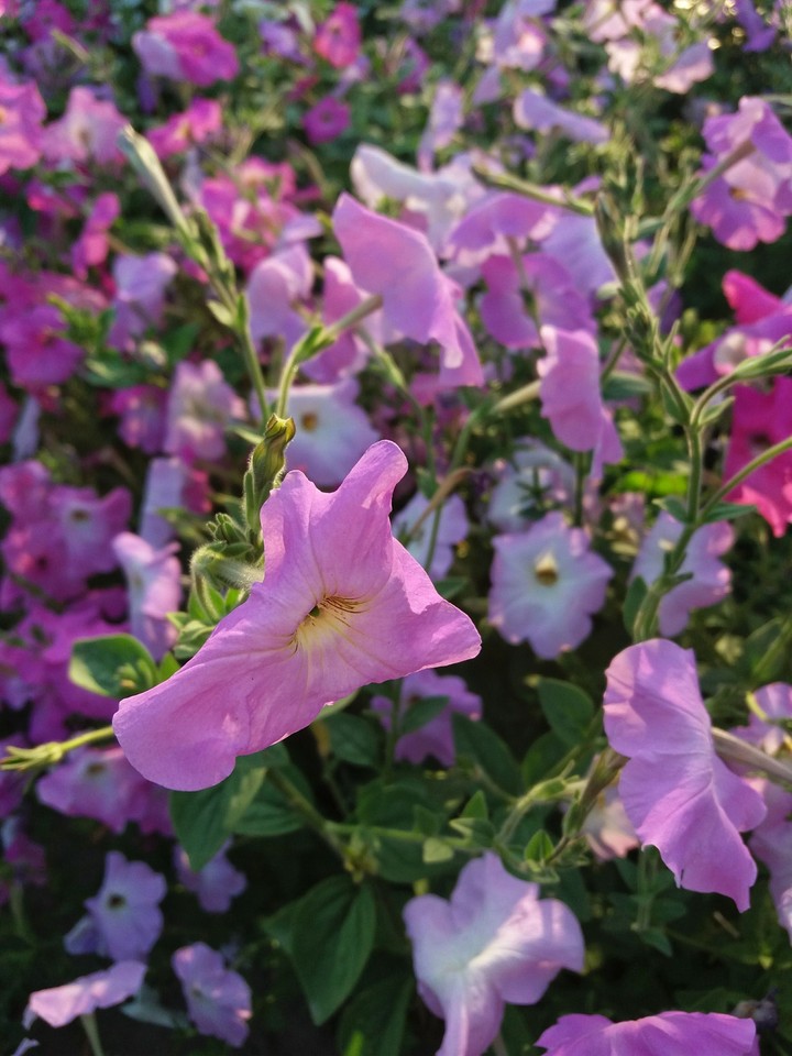 a lot of petunias