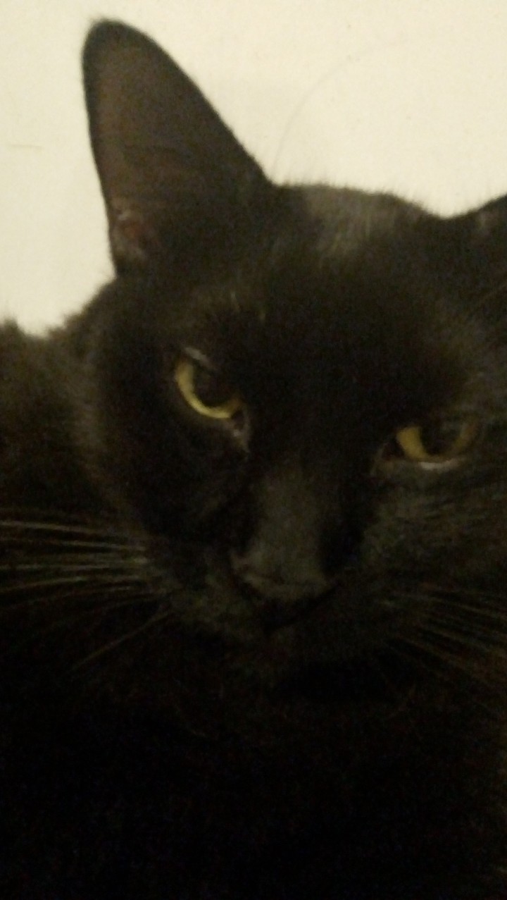 My cat