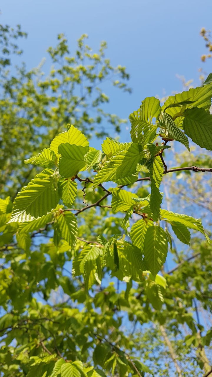 leaves
