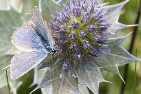 flower, butterfly achtergronden