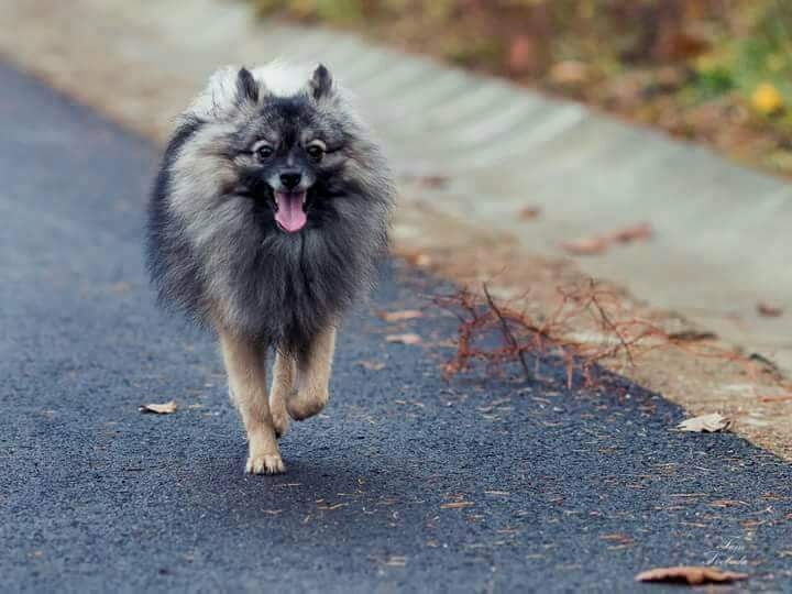 my dog