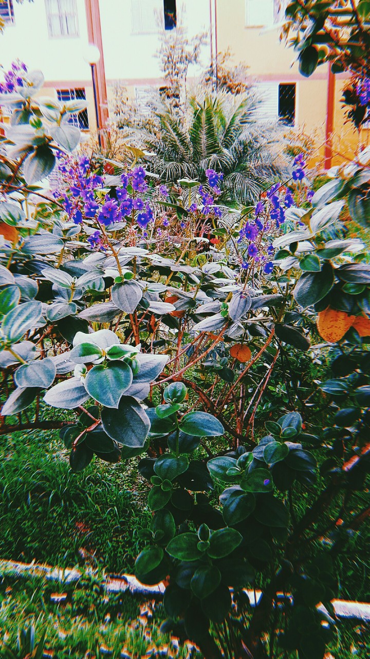 flores