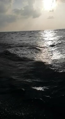 dolphins