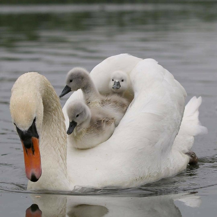 Swan and babies