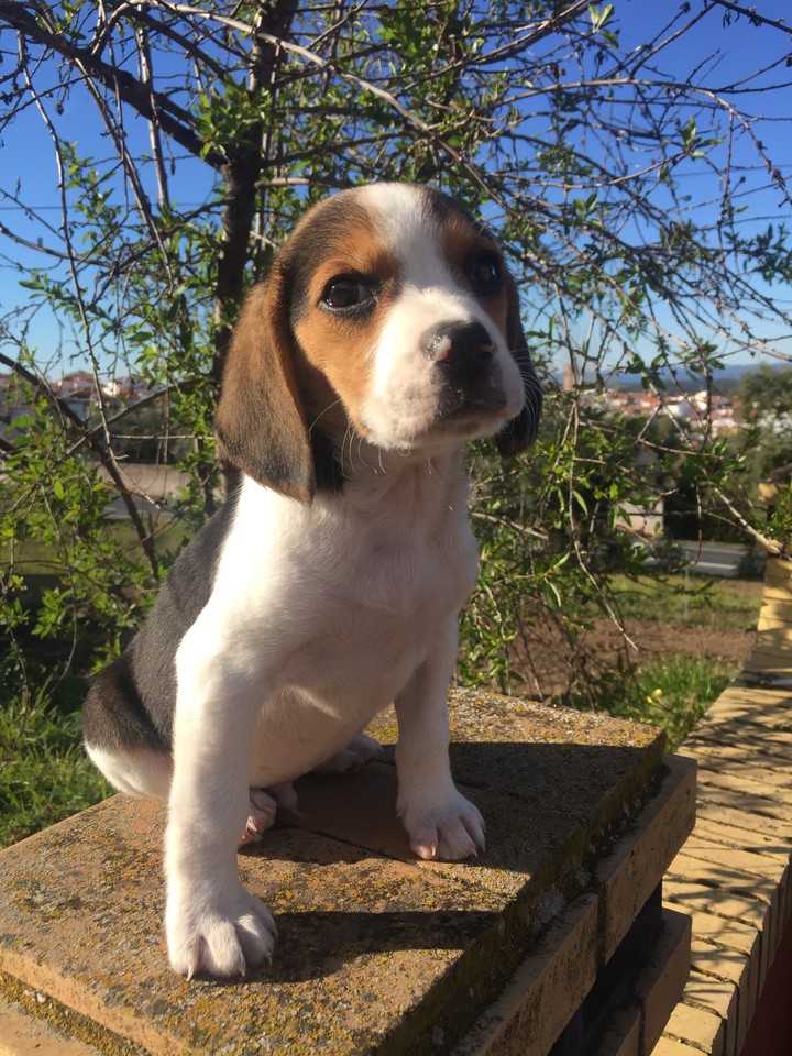 dog