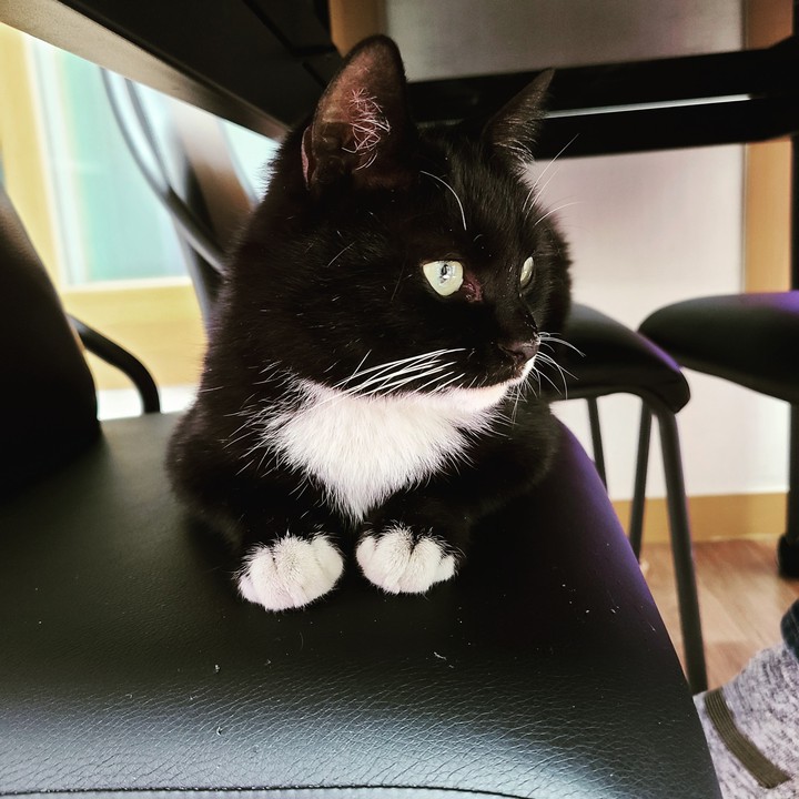고양이