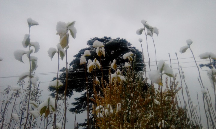 Snowfall at Kinnaur