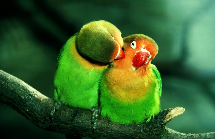 Love