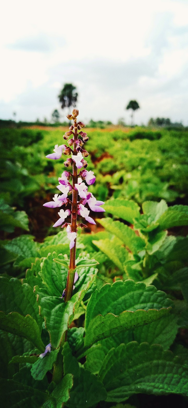 Small_Potato_Flower