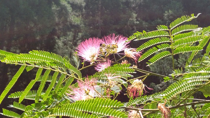 silk tree