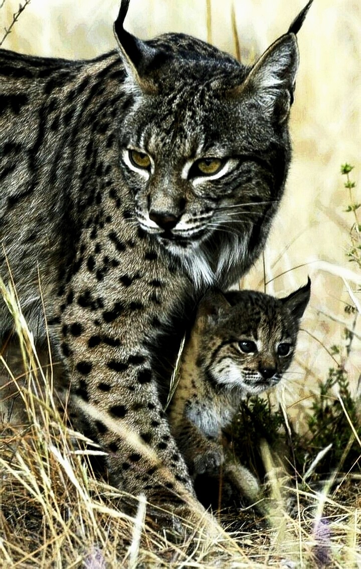 Protective