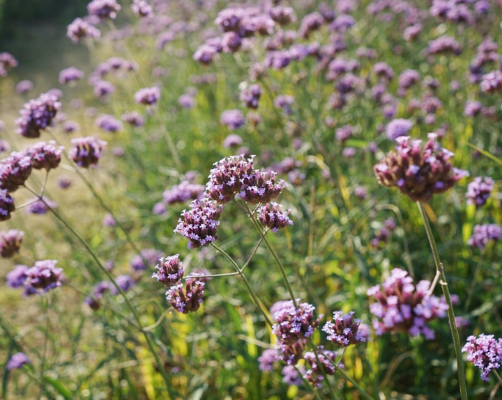 violet