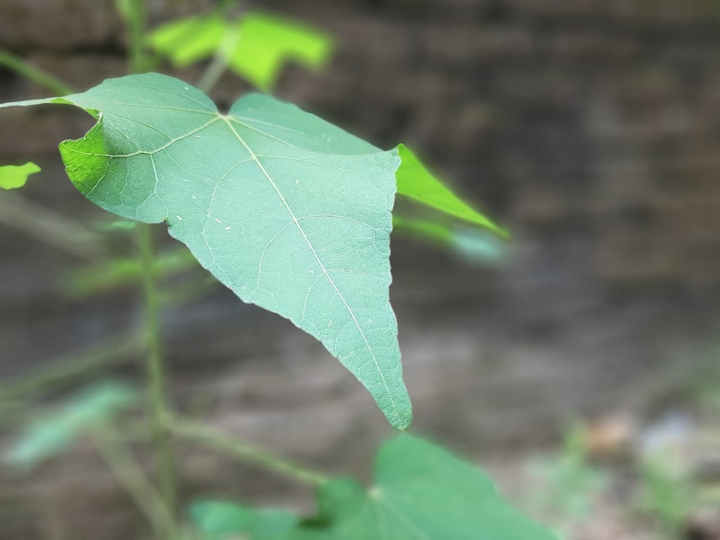 Aneesh Mondal photo