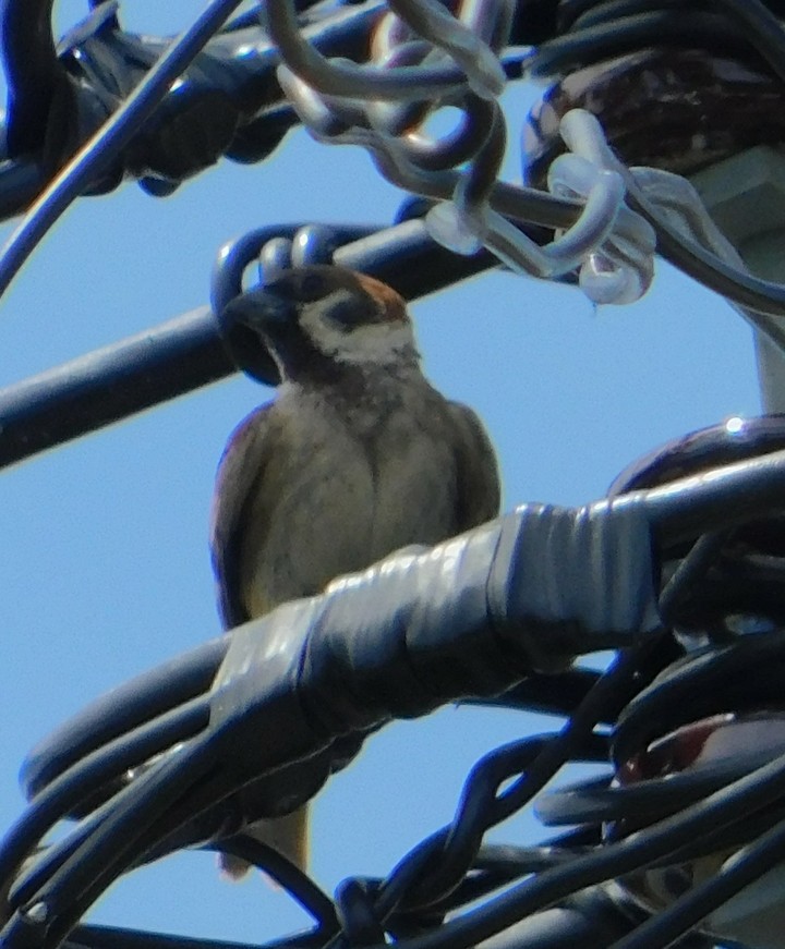 bird