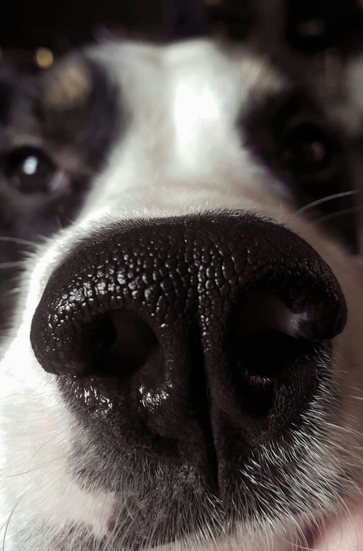 Puppy Nose