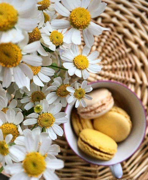 macaroon, chamomile wallpapers
