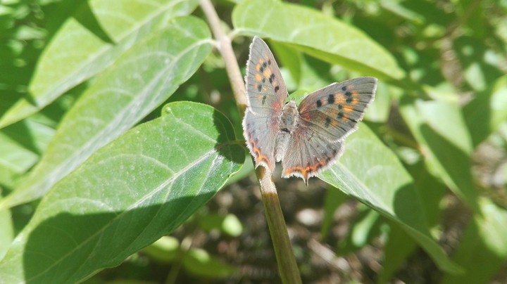 butterfly