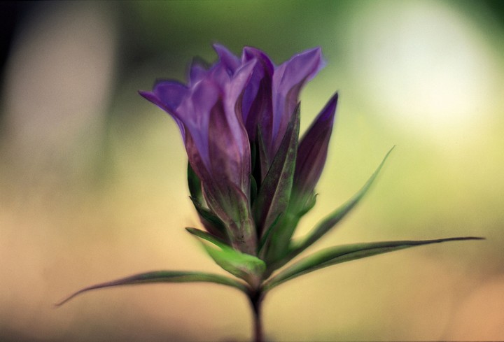 Beautiful Flowers