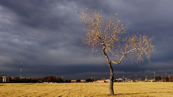 Alone Tree