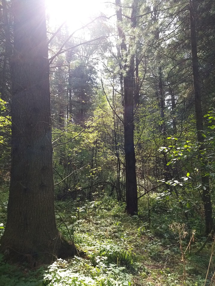 forest