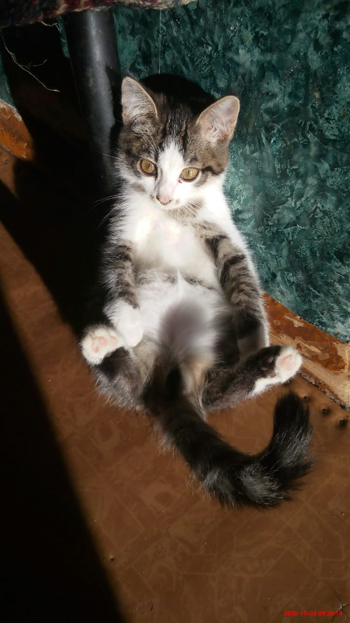 Кот "завис"
