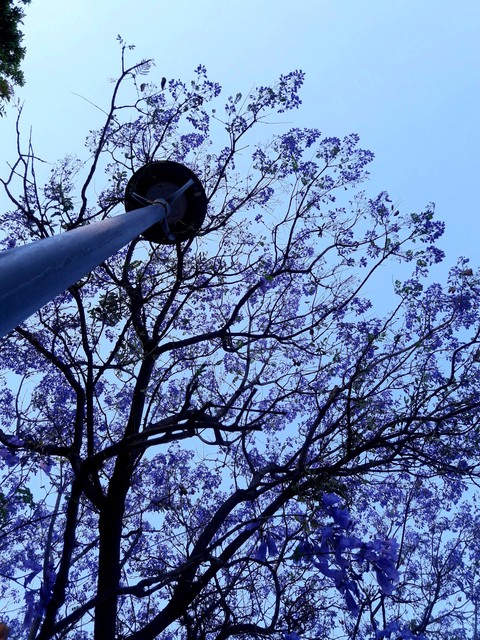 lámpara y jacarandas