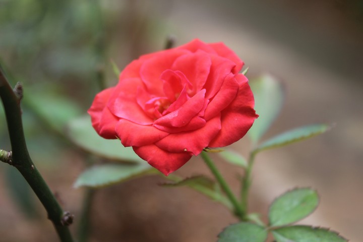 blood red