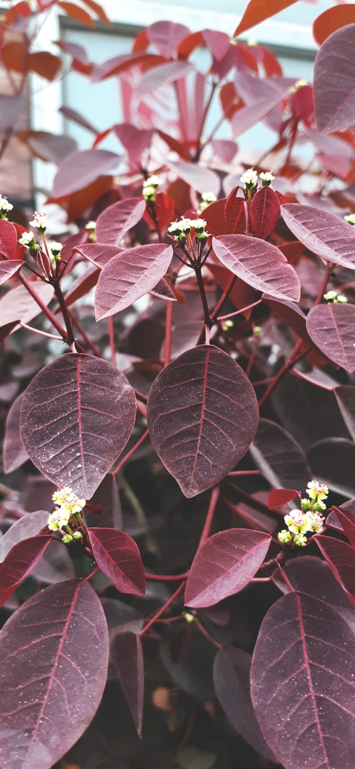 Beautiful Leaves