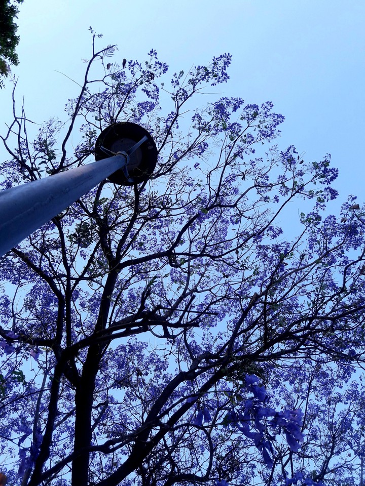 lámpara y jacarandas