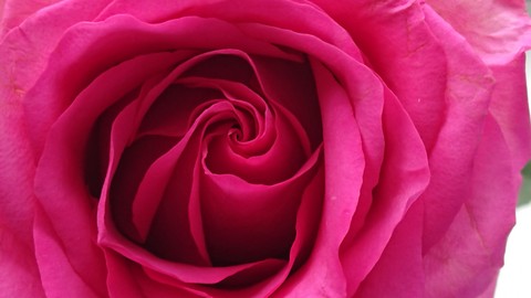 roze ? ?❤️