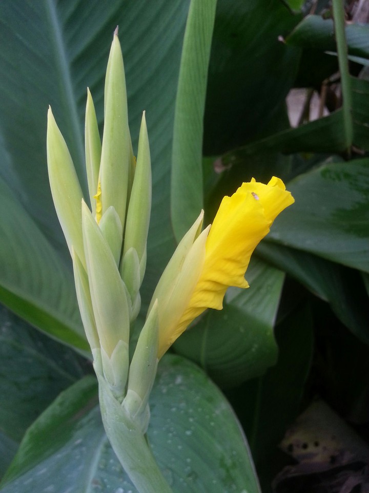 qty flower