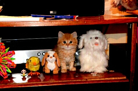 Кот Персик