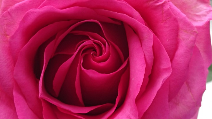 roze ? ?❤️