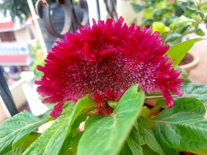 full flower of velvet plant