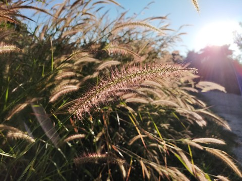 Grass