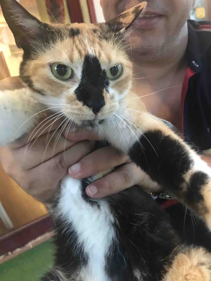 Cats