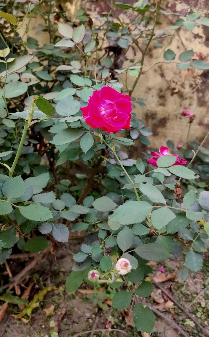 Rose